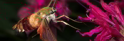 Behind the Shot with Joe McDonald