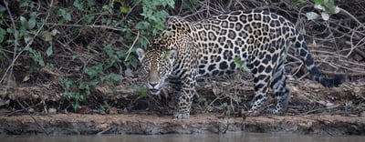 Jaguar Photography with Joe McDonald