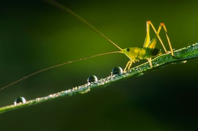 Macro: The Amazing World all around Us Part 1 By Adam Jones