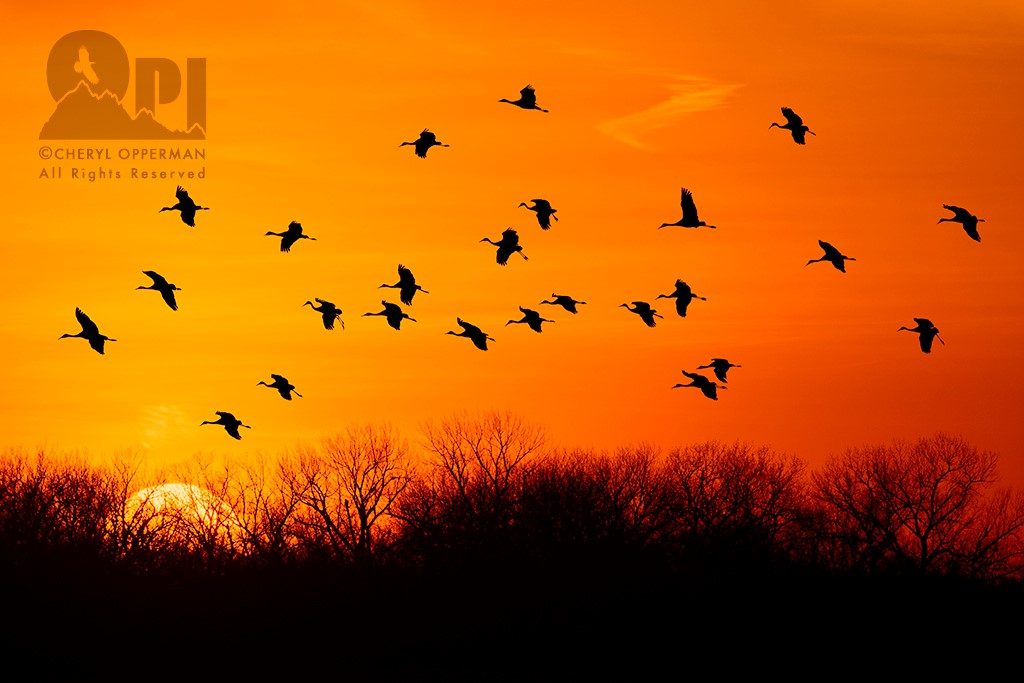 Cheryl Opperman sandhill crane migration