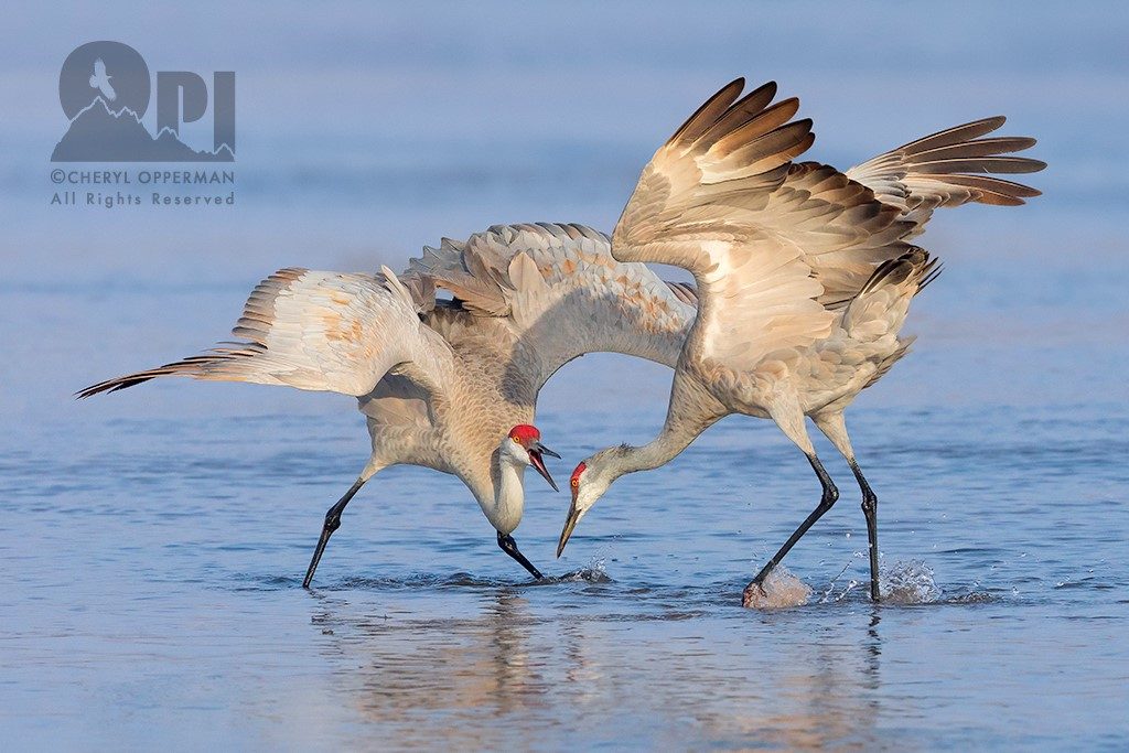 Cheryl Opperman crane bird photography