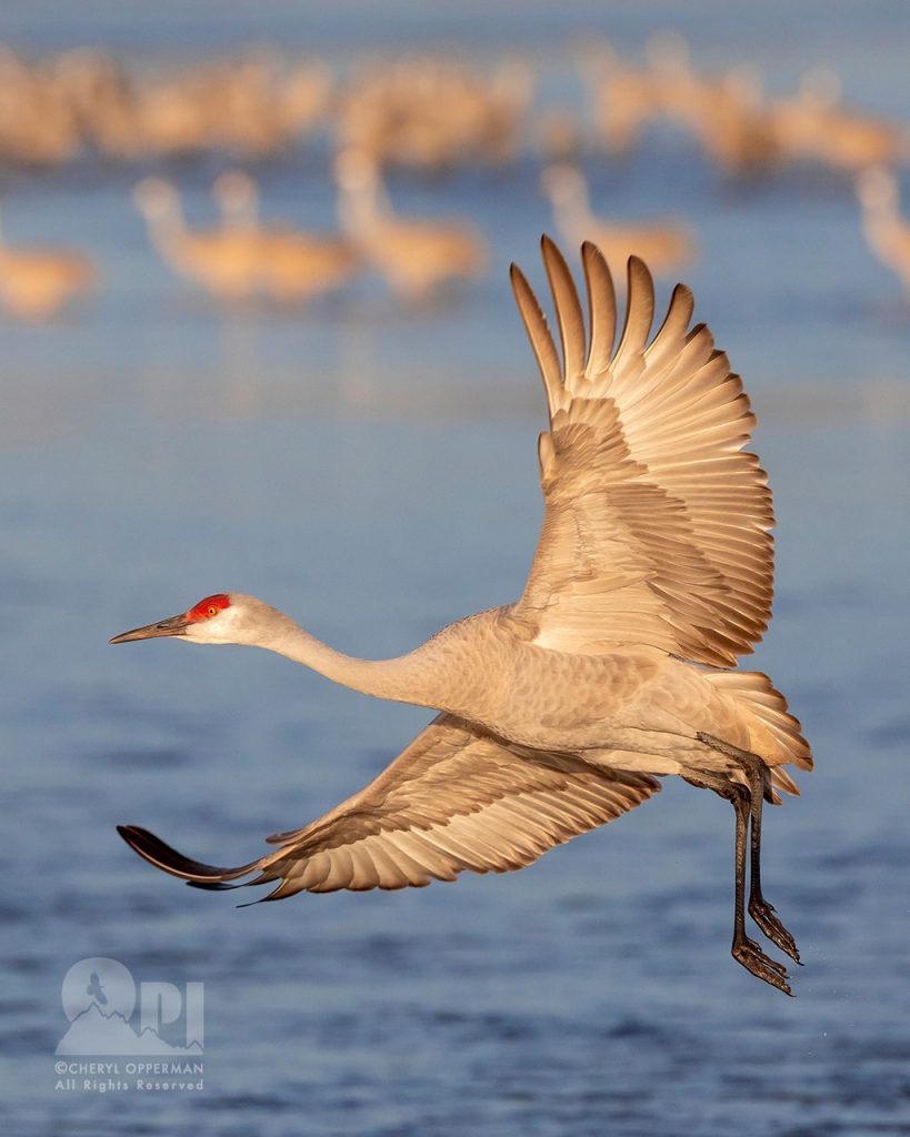 Cheryl Opperman bird photography