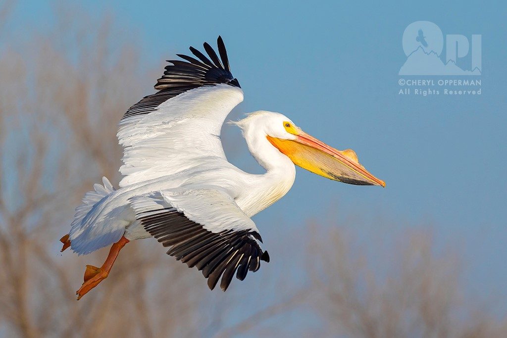 Cheryl Opperman pelican photography