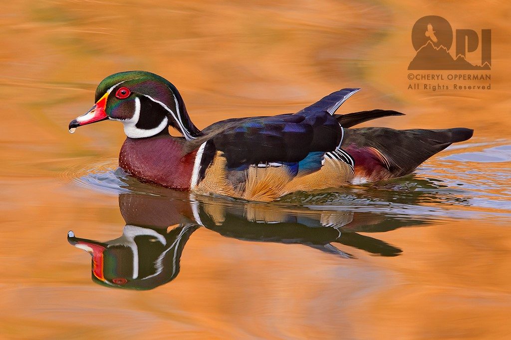 Cheryl Opperman bird photography