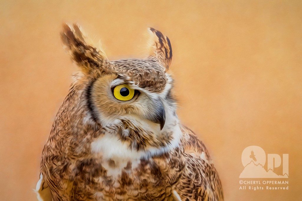 Cheryl Opperman owl