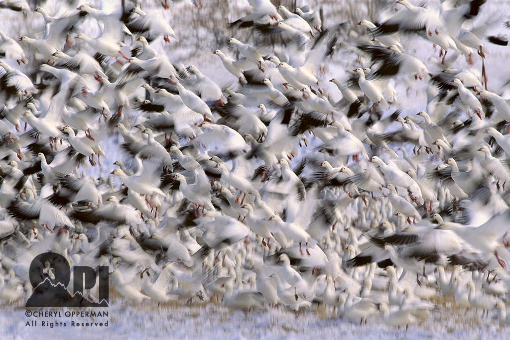 Cheryl Opperman bird photography