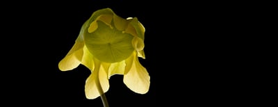 Behind the Shot with Heather Angel