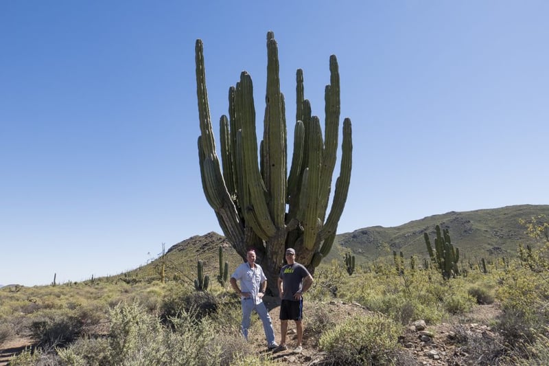 Baja, Todd & Karsten, cactus