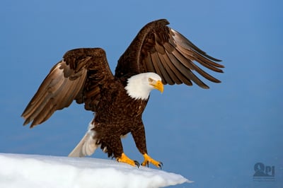 Finding Places to Photograph Birds by Cheryl Opperman