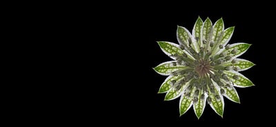 Macro Insights: Dark Field Illumination with Focus Stacking