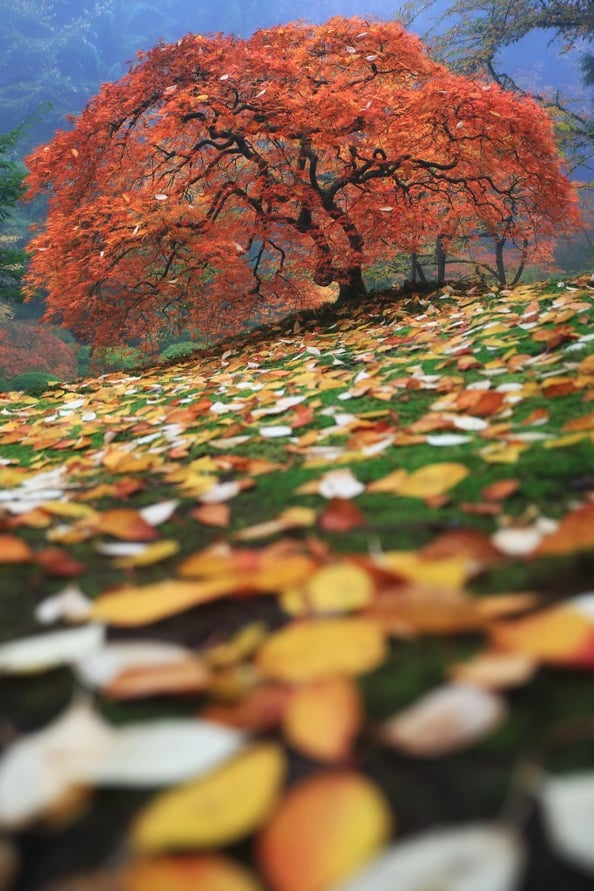 "Colorfall" by Aaron Reed