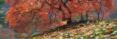 Behind the Shot with Aaron Reed