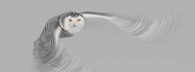 Creative Blur Techniques for Wildlife Photographers