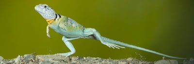 Behind the Shot with Joe McDonald