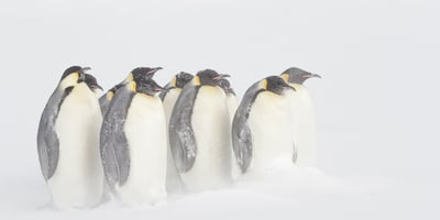 Antarctic Expeditions Part 3