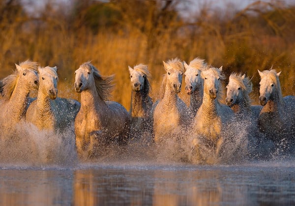 White horses of Camargue by Jim Zuckerman