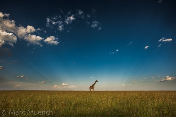 Giraffe by Marc Muench.