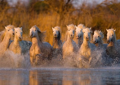 Lessons in Perseverance