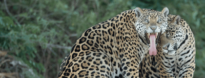 Behind the shot with Joe McDonald