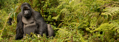 Behind the Shot with Joe McDonald