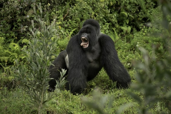 Silverback gorilla from Kwitonda group confronting another family group, Sabyinyo, in a threat dispaly involving barred teeth and tongue wagging.