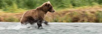 Bears of Coastal Katmai