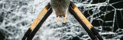 Behind the Shot with Ellis Vener