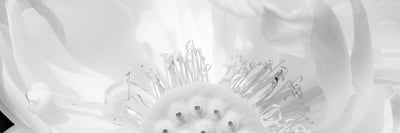 Behind the Shot with Ellis Vener