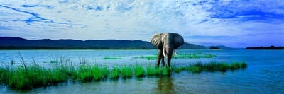 Shots Around the World