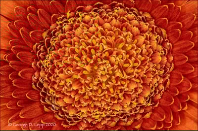 The RRS Portable Macro Stand Setup By George D. Lepp