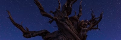 Photo of the Week: Celestial