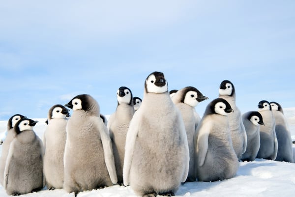 Penguin rookery.