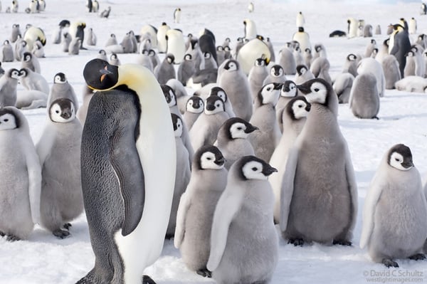 Penguins and their beauty.