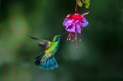 Photographing Hummingbirds in Flight